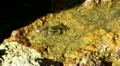 Crab in tide pool 01 Malibu California HD Footage