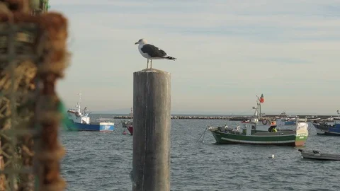 Crab trap and seagull Stock Footage 100859207