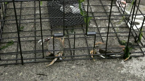 Crab in a Trap-Big Web Vídeo Stock 839319