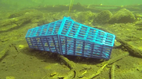 Crab trap on the bottom of a lake Stock Footage 55212033