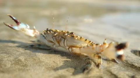 Crab at tropical ocean beach Stock Footage 48216957