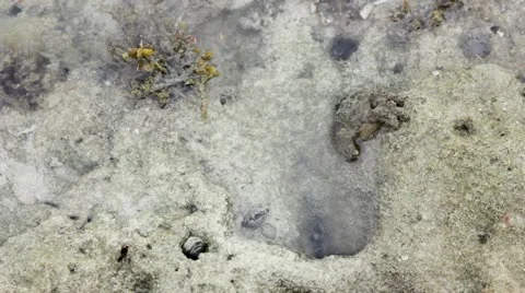 Crab try to hide 스톡 동영상 12175279