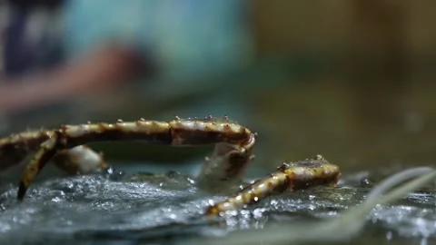 Crab trying to get out of the aquarium. Stock Footage 141151214