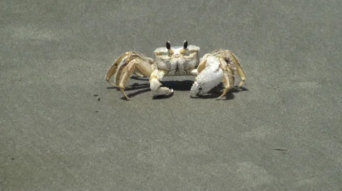 Crab turning around Stock Footage 28546000