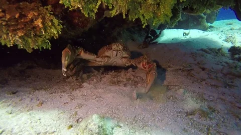 Crab under coral jumps back Stock Footage 79274337