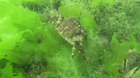 Crab underwater close up Stock Footage 43624750