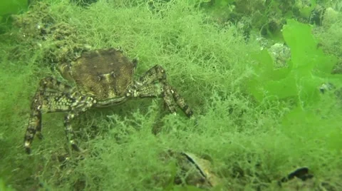 Crab underwater Stock Footage 43624725
