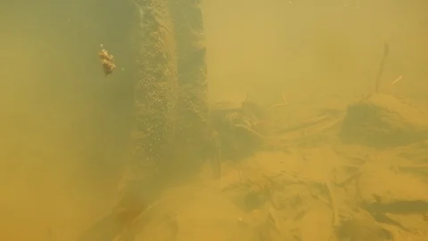 Crab in underwater. Stock Footage 93515087