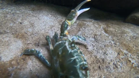Crab underwater in the river attacks the camera Stock Footage 145483391
