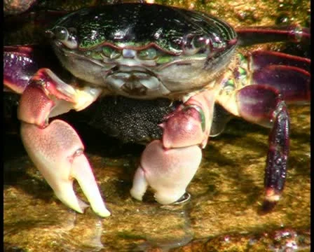 Crab V1 - PAL Stock Footage 10737637