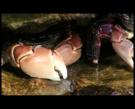 Crab V2 - PAL Stock Footage 10737611