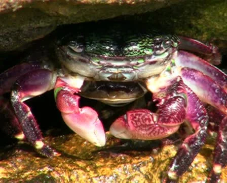 Crab V3 - PAL Stock Footage 10737601
