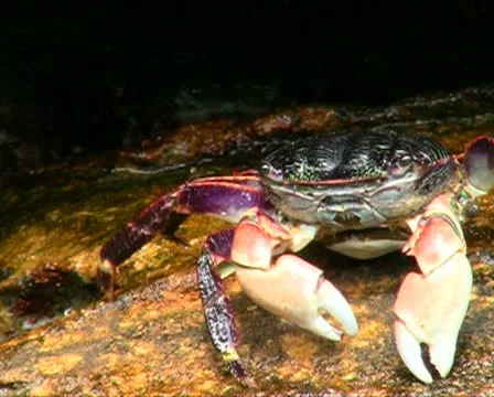 Crab V5 - PAL Stock Footage 10737587