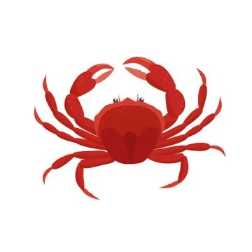 Crab vector illustration in flat design isolated on white background. Stock Illustration