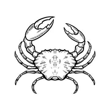 Crab vector illustration hand drawn Stock Illustration