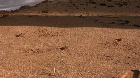 Crab Walk Stock Footage 6530092