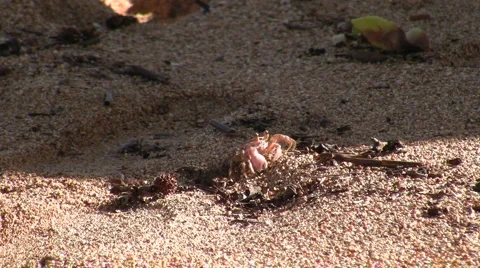 Crab Walk Stock Footage 6530359