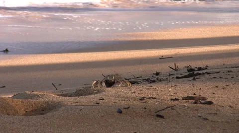 Crab Walk Stock Footage 6530749