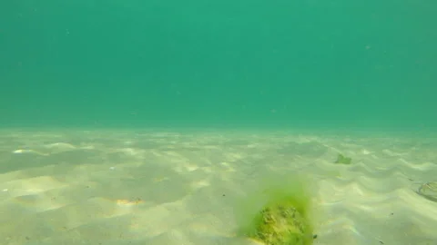 Crab walk on sea bottom Stock Footage 125913597