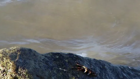 Crab walking and crawling on heavy beach rocks, water grabbing crabs Stock Footage 84857708