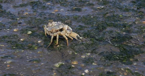 Crab walking away Stock Footage 103057805