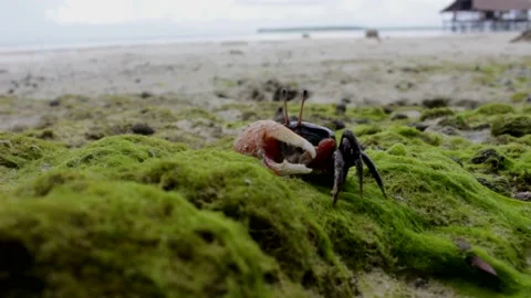 Crab Walking at The Beach Stock-Footage 204101020