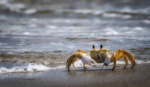 A crab is walking on the beach Stock Photos