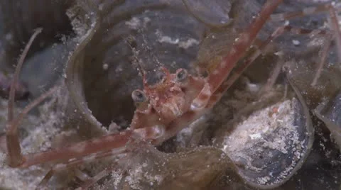 Crab walking close up Stock Footage 12223262