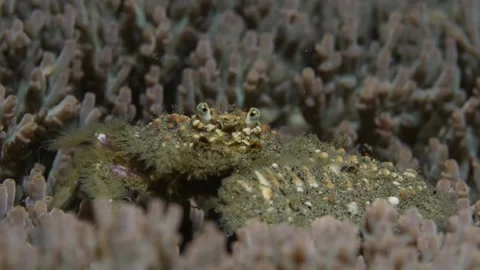 Crab is walking on coral Stock Footage 139352090