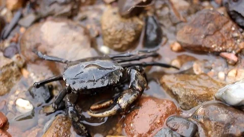Crab walking on the floor 스톡 동영상 76506421