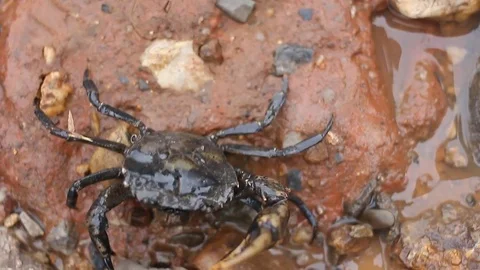Crab walking on the floor Stock Footage 76506864