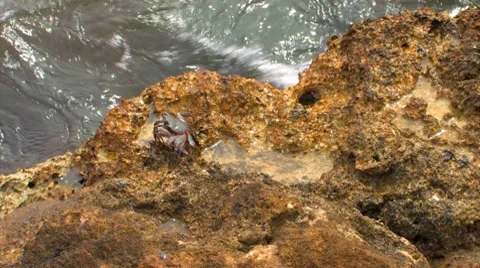 Crab Walking On A Rock Stock Footage 8825886