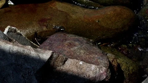 Crab walking on rock Stock Footage 81105626