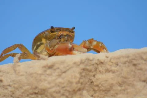 Crab walking on a sandy surface Foto stock