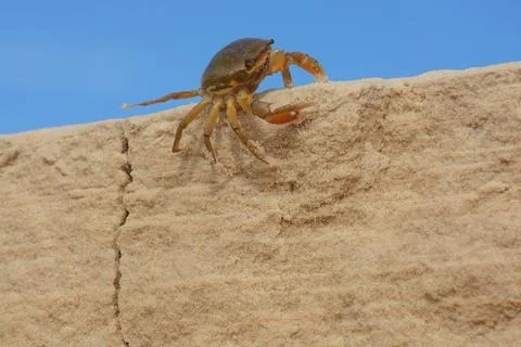 Crab walking on a sandy surface under Stock Photos