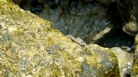 Crab Walking On Sea Rocks Stock Footage 155801082