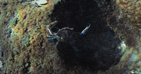 A Crab walking on the Seabed Rock Stock Footage 270107480