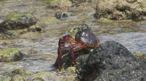 Crab Walking in Shallow Water Stock Footage 58353483