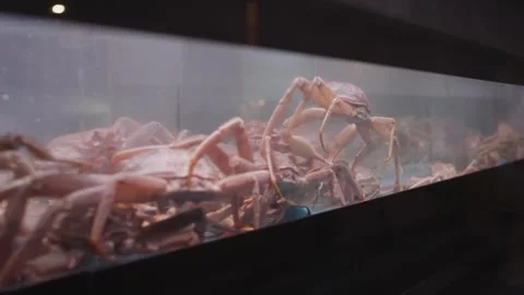 Crab walking in tank Stock Footage 274576391