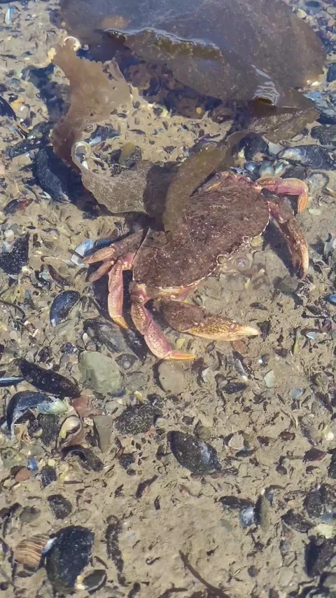 Crab walking through algae blowing bubbles in vertical clip Stock Footage 344751645
