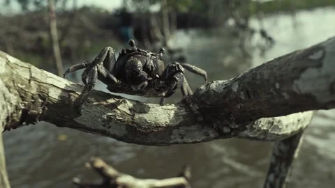 Crab walking on a tree branch in a pond of water Stock Footage 278273612