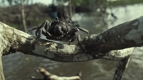 Crab walking on a tree branch in a pond of water Video stock 282541861