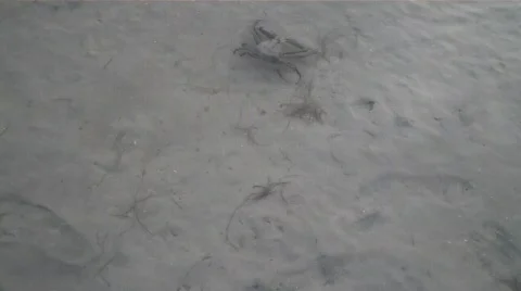 Crab walking under water Stock Footage 718175