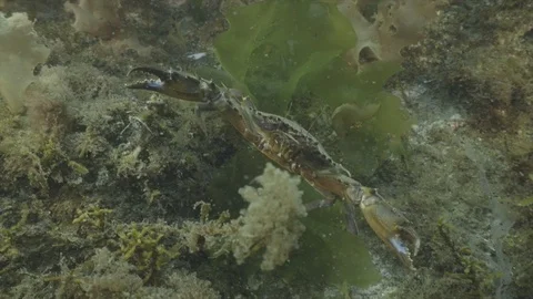Crab walking underwater Stock Footage 108710900