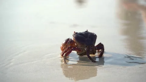 Crab walking on white sand beach walking into the sea, on the beach, at the sea Stock Footage 191789388