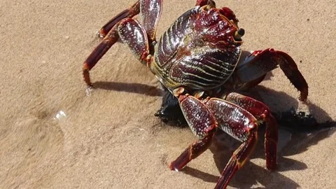 Crab walking on white sand beach Stock Footage 226354895