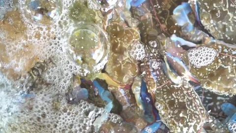Crab in the water Stock Footage 73400248