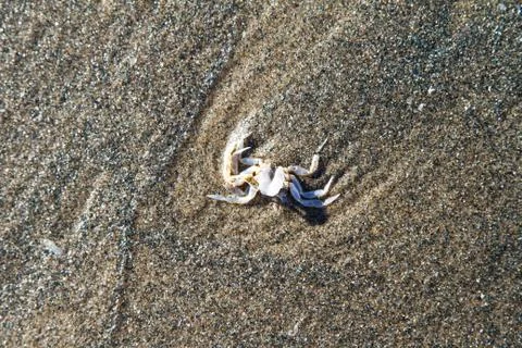 Crab in water Stock Photos
