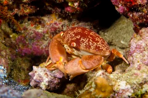 Crab in the water Stock Photos