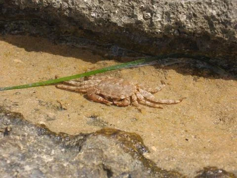 Crab in the water Stock Photos